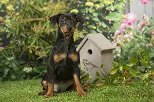 Pinschers: Miniature Pinscher puppy in the garden