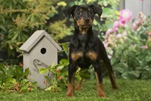 Pinschers: Miniature Pinscher puppy in the garden