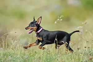 Miniature: Miniature Pinscher running across a meadow