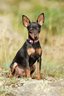 Miniature: Miniature Pinscher sitting in grass