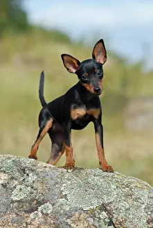 Miniature: Miniature Pinscher standing on a rock