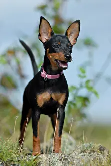 Miniature: Miniature Pinscher standing on rocks, in grass