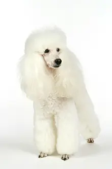 Caniche: miniature Poodle Dog