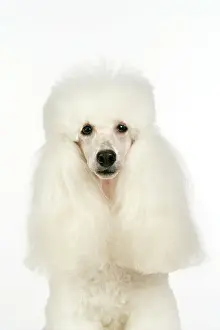 Caniche: miniature Poodle Dog