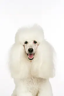 Caniche: Miniature Poodle Dog