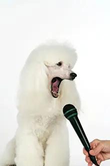Microphone: Miniature Poodle Dog - 'singingI into microphone