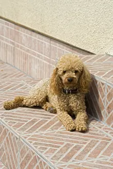 Frizzy: Miniature poodle on a garden terrace