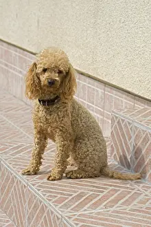 Frizzy: Miniature poodle on a garden terrace