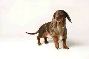 Coat: Miniature rabbit dachshund, marbled coat. Isolated
