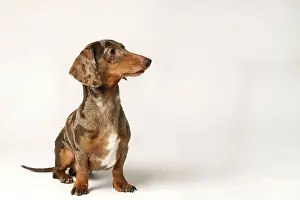 Coat: Miniature rabbit dachshund, marbled coat. Isolated