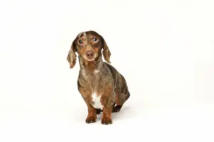 Coat: Miniature rabbit dachshund, marbled coat. Isolated