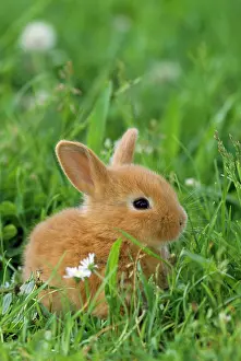 Size: Miniature Rabbit / DWARF RABBIT - sitting in grass