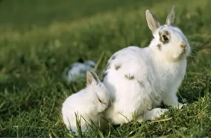 MINIATURE RABBIT - Mother and baby