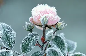 Roses: Miniature rose - rimed, frosted pink flower in garden