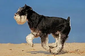 Schnauzer: Miniature Schnauzer, black-silver at beach Zwergschnauzer