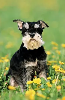 Schnauzer: Miniature Schnauzer, black and silver, sitting in