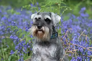 110717: Miniature Schnauzer in Bluebells