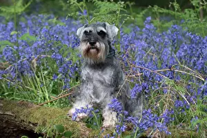 110717: Miniature Schnauzer in Bluebells