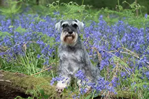 110717: Miniature Schnauzer in Bluebells