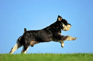 Schnauzer: Miniature Schnauzer (Canis lupus familiaris), black