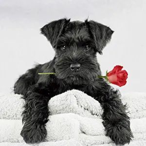 121218: Miniature Schnauzer Dog, 10 week old puppy lying