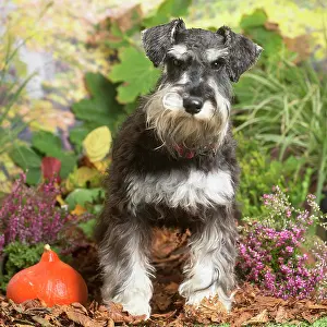 111019: Miniature Schnauzer Dog outdoors in Autumn