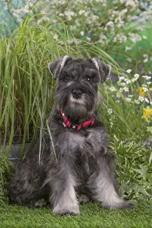 Schnauzers: Miniature Schnauzer dog outdoors in the garden