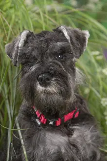 Schnauzers: Miniature Schnauzer dog outdoors in the garden
