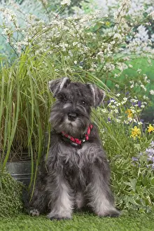 Schnauzers: Miniature Schnauzer dog outdoors in the garden