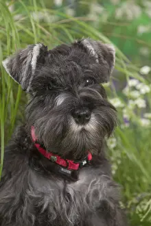 Schnauzers: Miniature Schnauzer dog outdoors in the garden