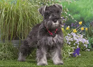 Schnauzers: Miniature Schnauzer dog outdoors in the garden
