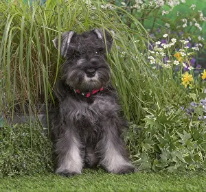 Schnauzers: Miniature Schnauzer dog outdoors in the garden