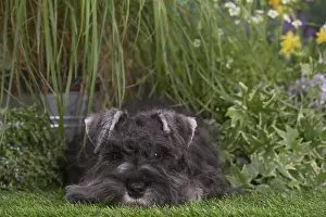Schnauzers: Miniature Schnauzer dog outdoors in the garden