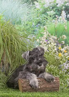 Schnauzers: Miniature Schnauzer dog outdoors in the garden