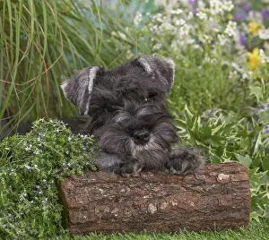 Schnauzers: Miniature Schnauzer dog outdoors in the garden