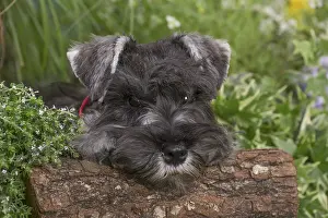 Schnauzers: Miniature Schnauzer dog outdoors in the garden