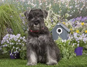 Schnauzers: Miniature Schnauzer dog outdoors in the garden