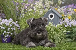 Schnauzers: Miniature Schnauzer dog outdoors in the garden