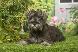 Schnauzers: Miniature Schnauzer dog outdoors in the garden