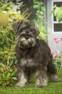 Schnauzers: Miniature Schnauzer dog outdoors in the garden