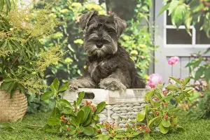 Schnauzers: Miniature Schnauzer dog outdoors in the garden