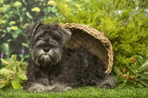 Schnauzers: Miniature Schnauzer dog outdoors in the garden