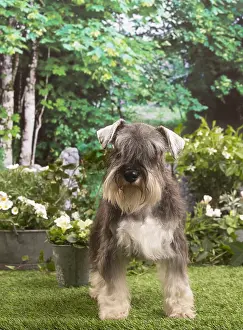 Schnauzers: Miniature Schnauzer outside in the garden