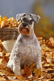 Schnauzer: Miniature schnauzer, pepper-and-salt, Schnauzer, autumn