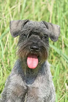 Schnauzer: Miniature Schnauzer, portrait Zwergschnauzer