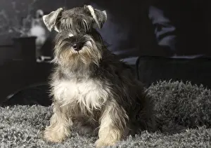 Schnauzers: Miniature Schnauzer puppy indoors