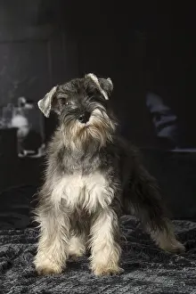 Schnauzers: Miniature Schnauzer puppy indoors