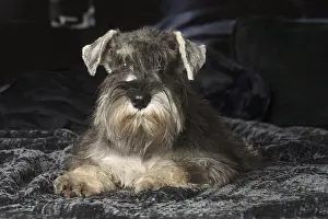 Schnauzers: Miniature Schnauzer puppy indoors