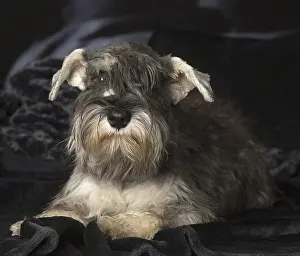 Schnauzers: Miniature Schnauzer puppy indoors