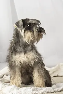 Schnauzers: Miniature Schnauzer puppy indoors
